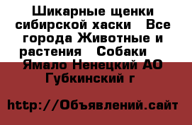 Шикарные щенки сибирской хаски - Все города Животные и растения » Собаки   . Ямало-Ненецкий АО,Губкинский г.